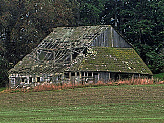 Old Barn East of Sequim-Dungeness Way
