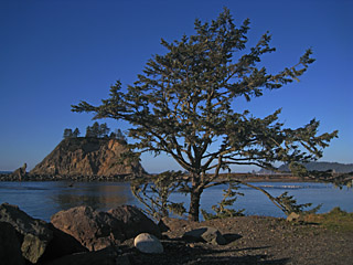 Sitka Spruce at Mouth of Quillayute River