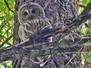 Barred Owl, Wenatchee National Forest