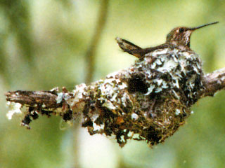 Returning Hummingbird With Old and New Nest