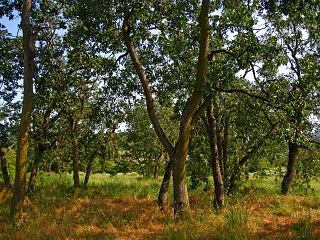 Oregon White Oak (Garry Oak) at Sequim, WA