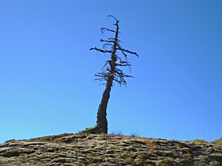 Old Sentinel on Box Ridge, Wenatchee N. F.