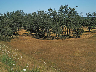 Garry Oak (Quercus garryana) at Sequim, WA
