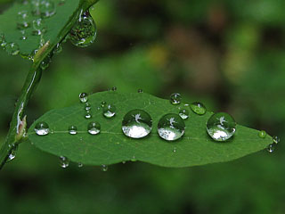 Raindrops on Huckleberry Reflecting Treetops