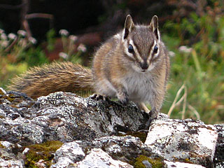 Olympic Chipmunk, Endemic to Olympic Peninsula