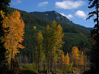 Along Gale Creek, Wenatchee National Forest