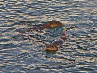 River Otters by Point Hudson in Port Townsend