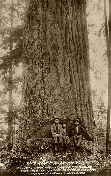 Taft Fir: Once Largest Douglas-fir in Washington
