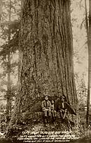 Largest Douglas-fir in WA, in 1909